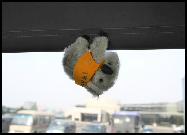 7072183-a_koala_on_the_bus_north_korea