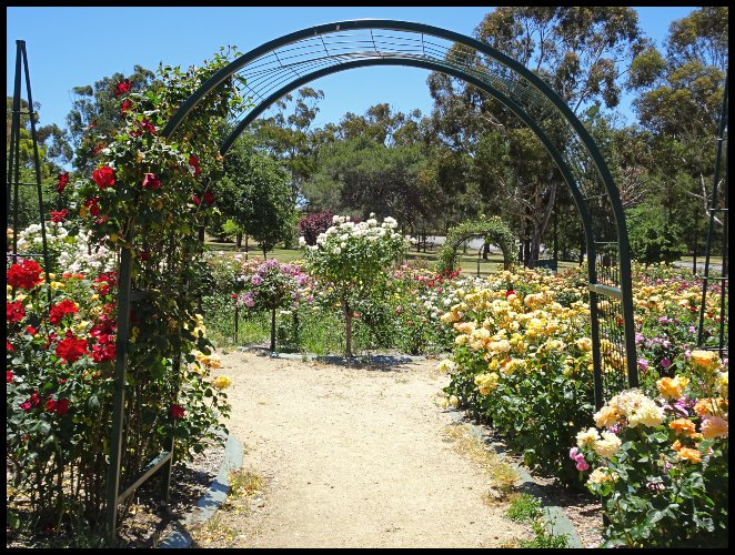 Rose Walk Smell the Roses -Victoria Park Rose Gardens – The Rambling Wombat